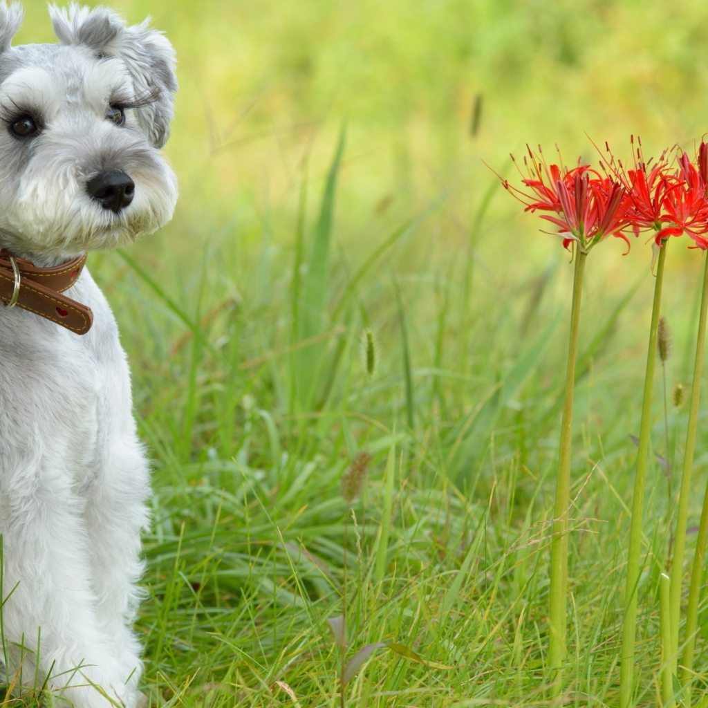 Маленький щенок шнауцера сидит рядом с красными цветами