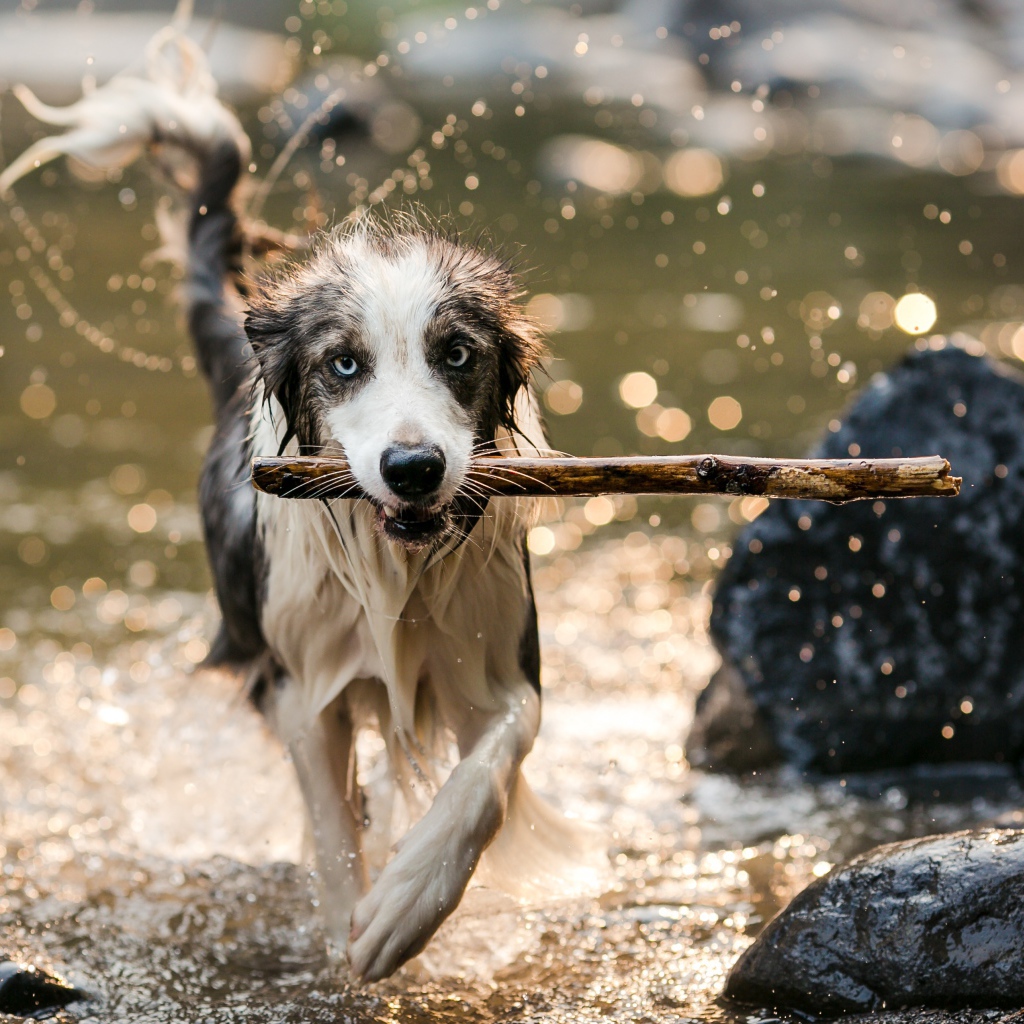 Мокрая собака бежит с палкой в зубах по воде
