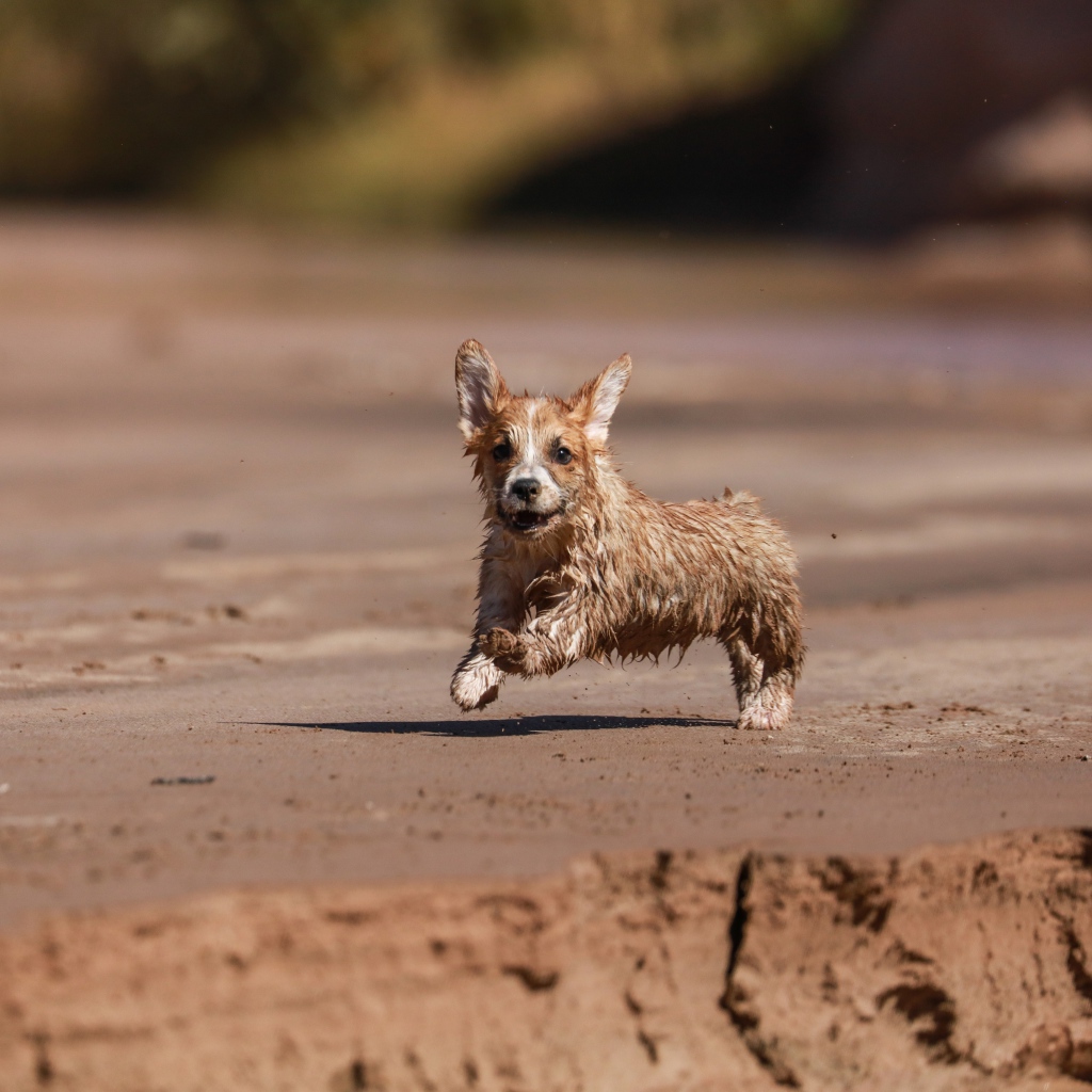Мокрый щенок вельш корги бежит по песку