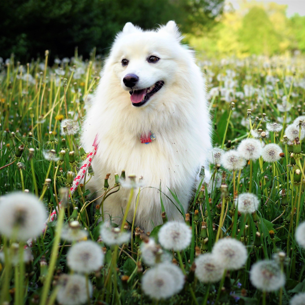 Белый шпиц с высунутым языком сидит на поляне с белыми одуванчиками