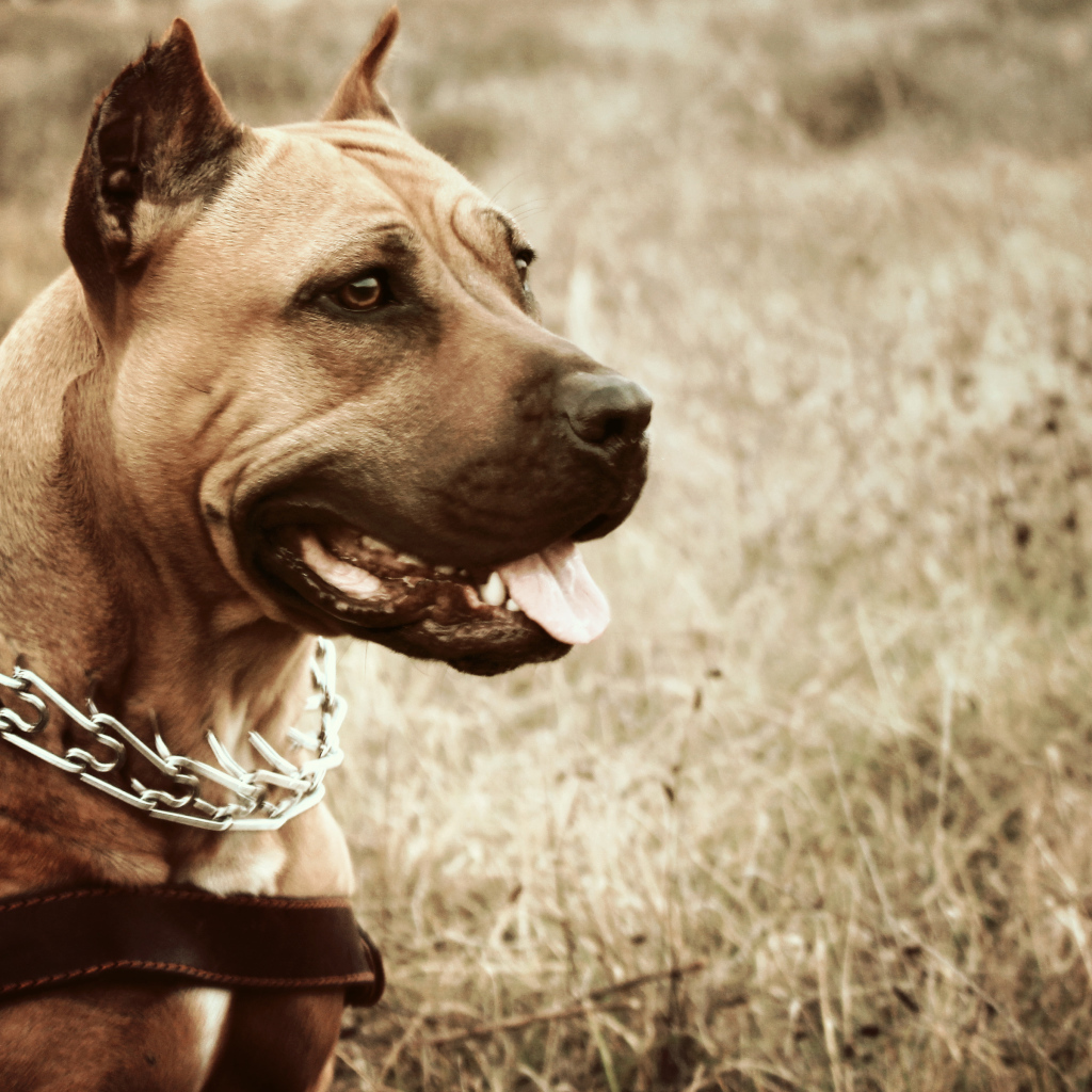 Амстафф с высунутым языком в ошейнике