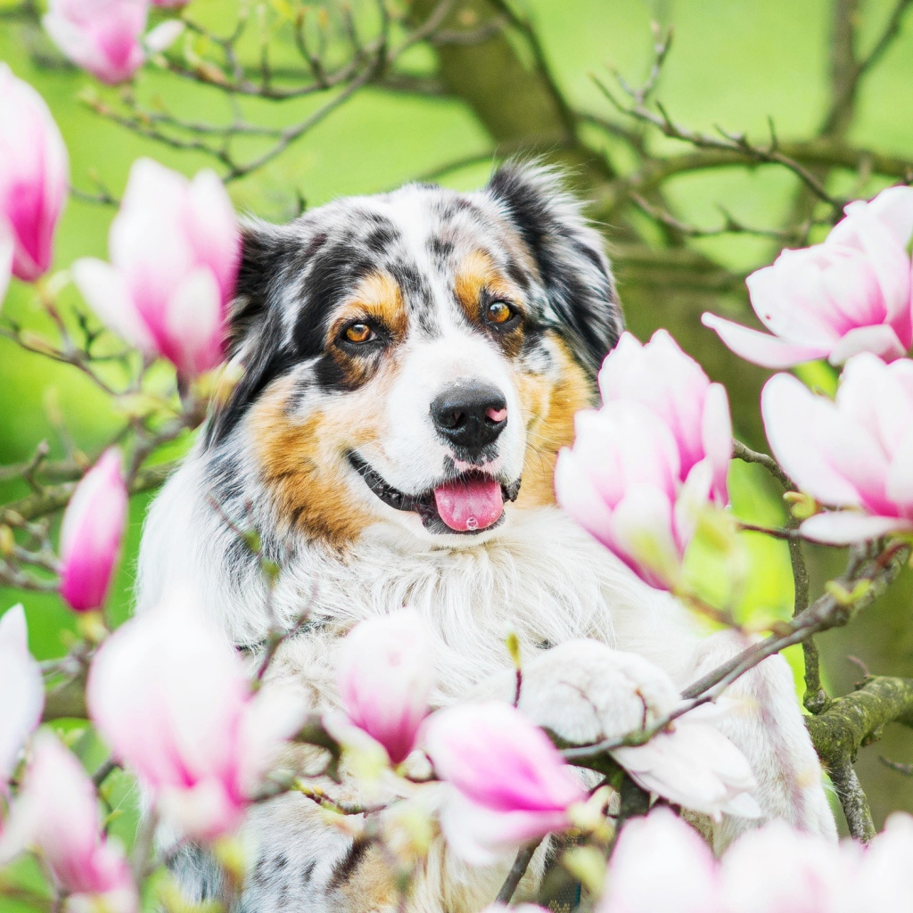 Австралийская овчарка в розовых цветах магнолии 