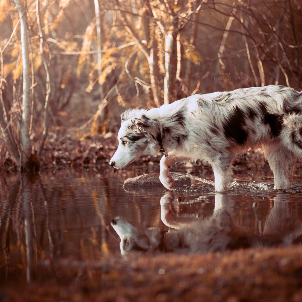 Собака породы Австралийская овчарка стоит в воде
