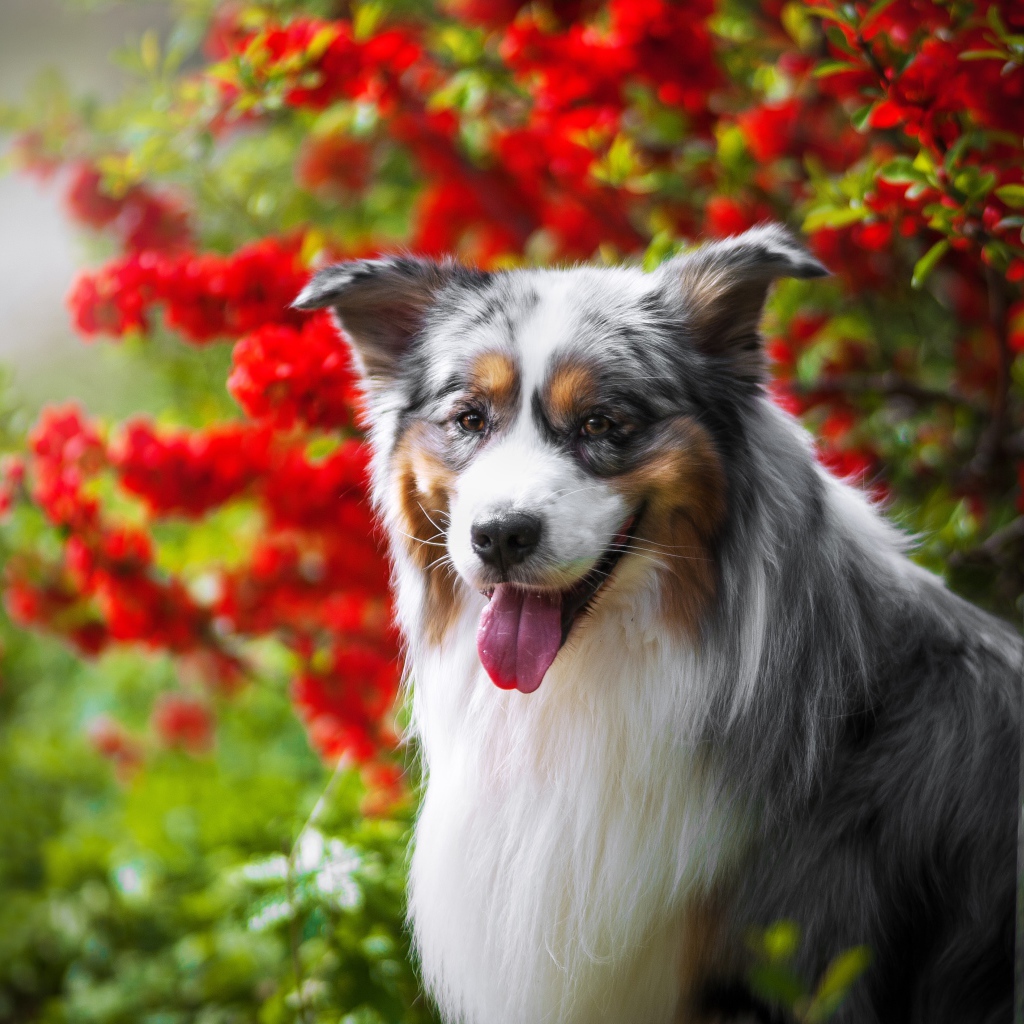 Австралийская овчарка у красных цветов 