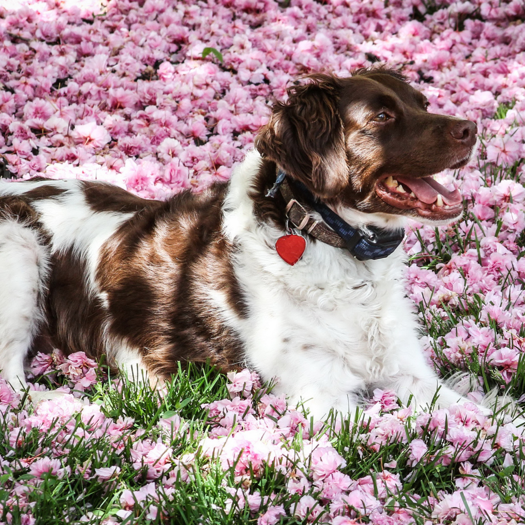 Австралийская овчарка лежит на розовых цветах 