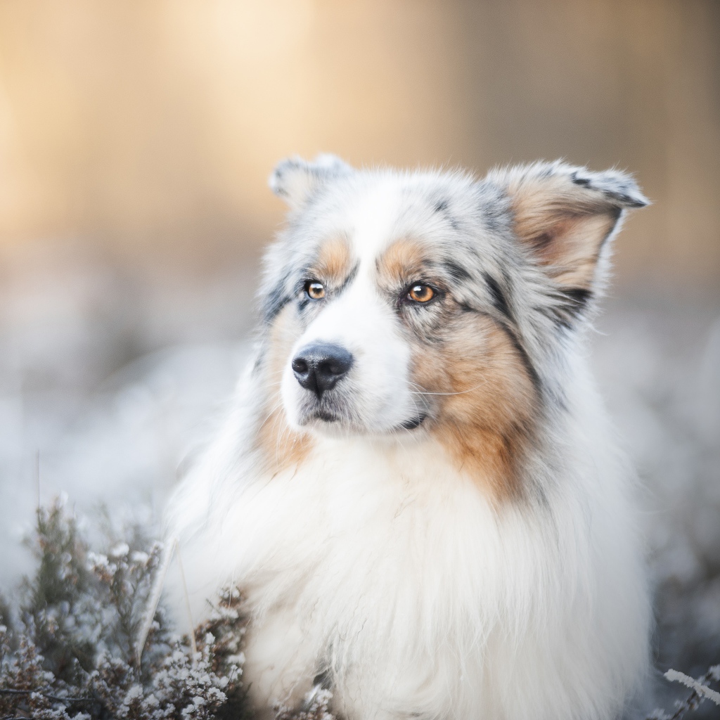 Австралийская Овчарка с серьезной мордой лежит на земле