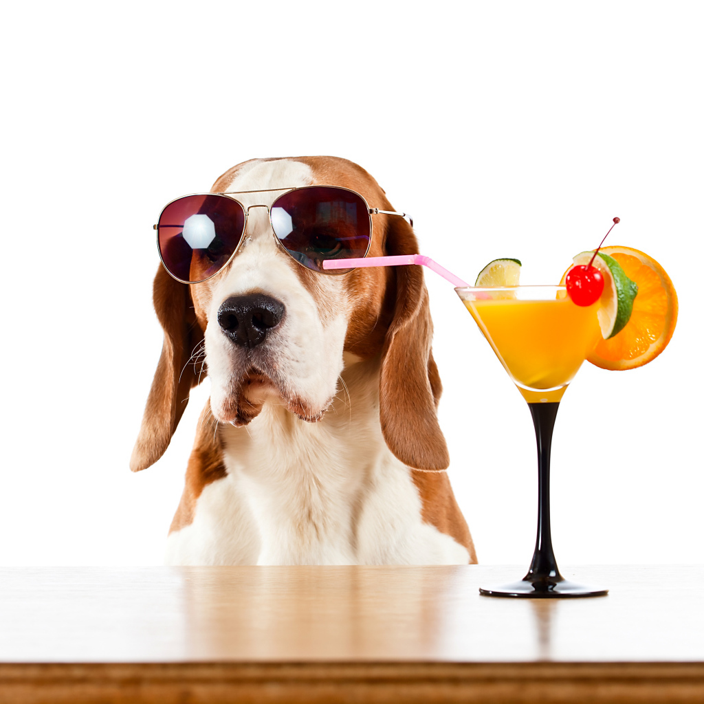 Бассет-хаунд  в очках пьет цитрусовый коктейль