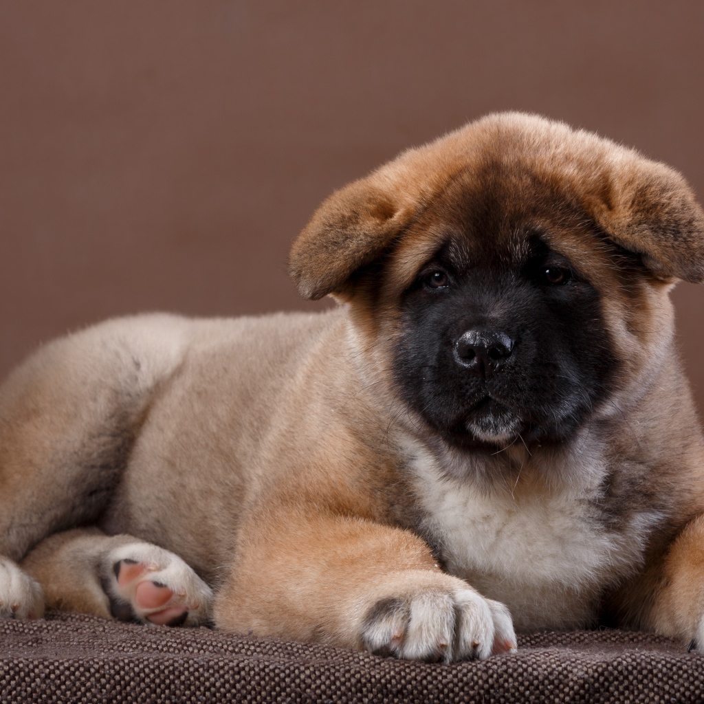 Красивый щенок породы Сиба-ину