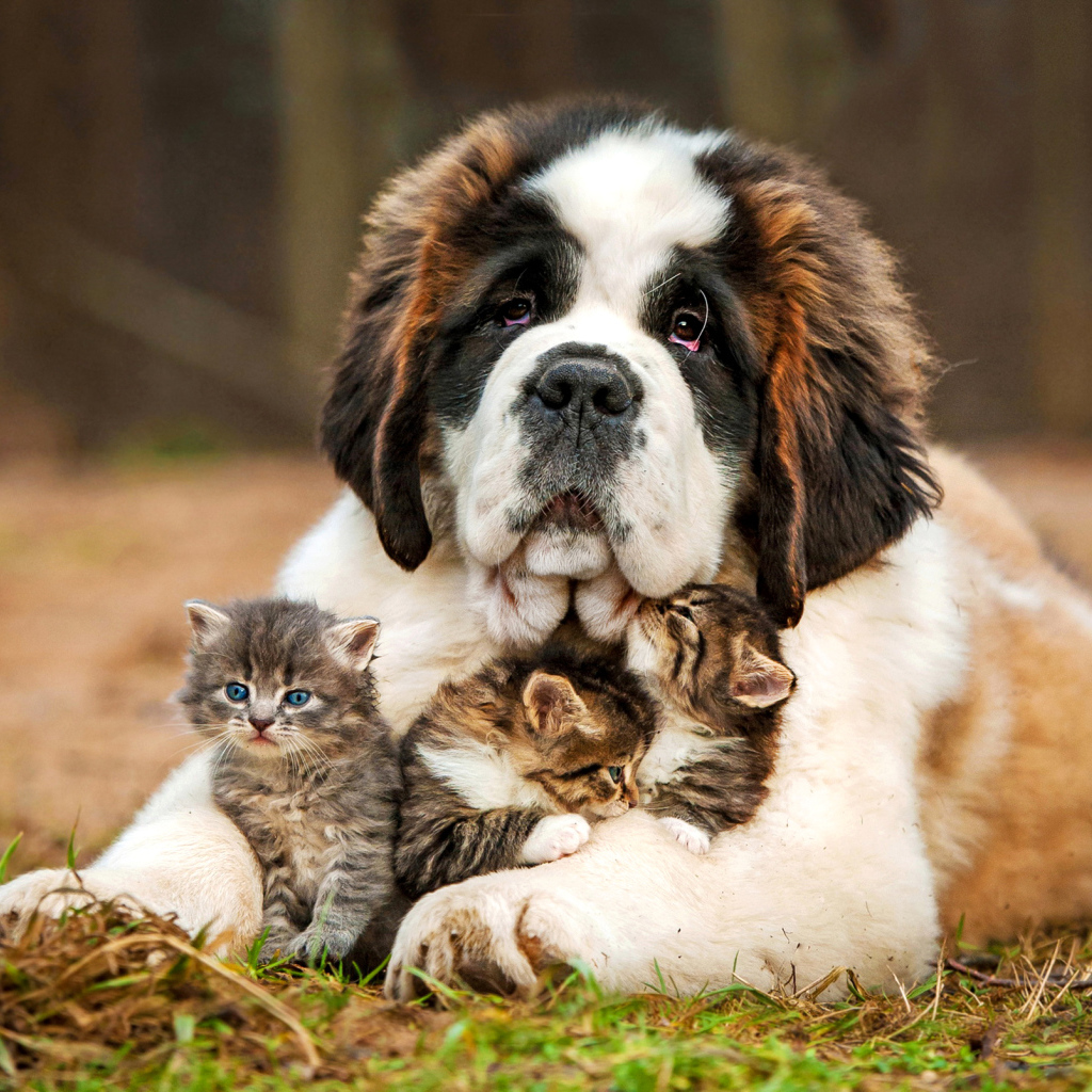 Большой сенбернар с маленькими котятами