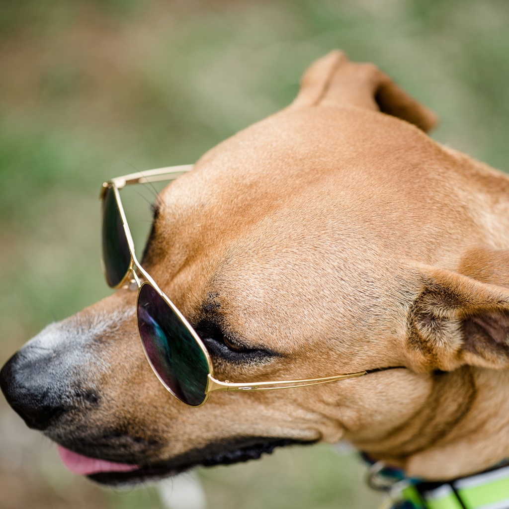 Большая собака в очках