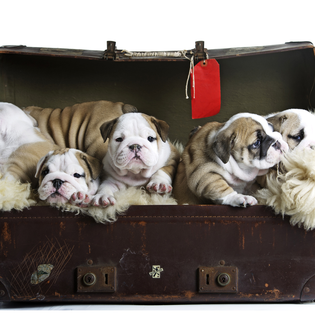 Большой старый чемодан со щенками английского бульдога