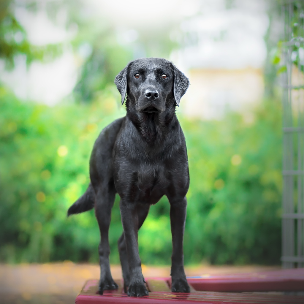 Большой грустный черный лабрадор