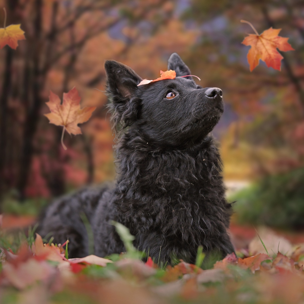 Черная собака породы бордер колли лежит на опавшей листве