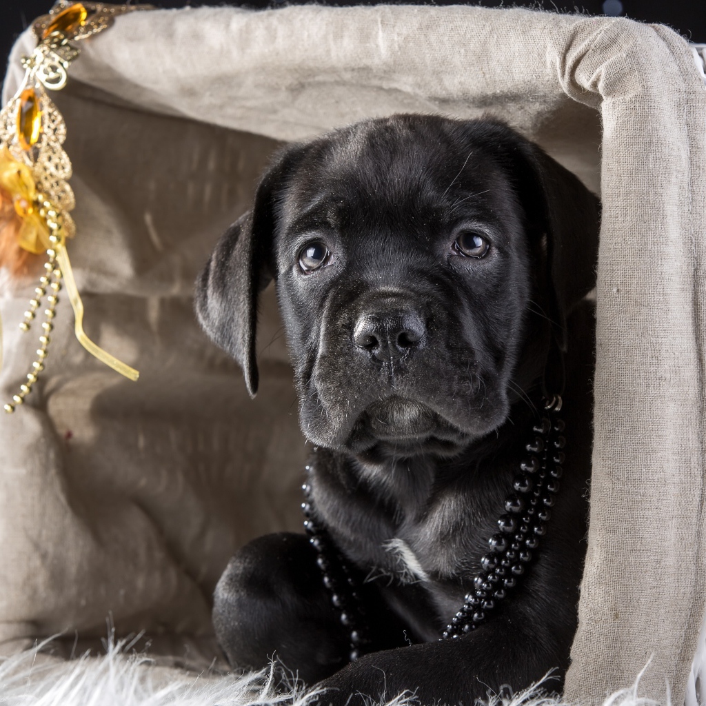 Черный щенок Кане корсо в корзине