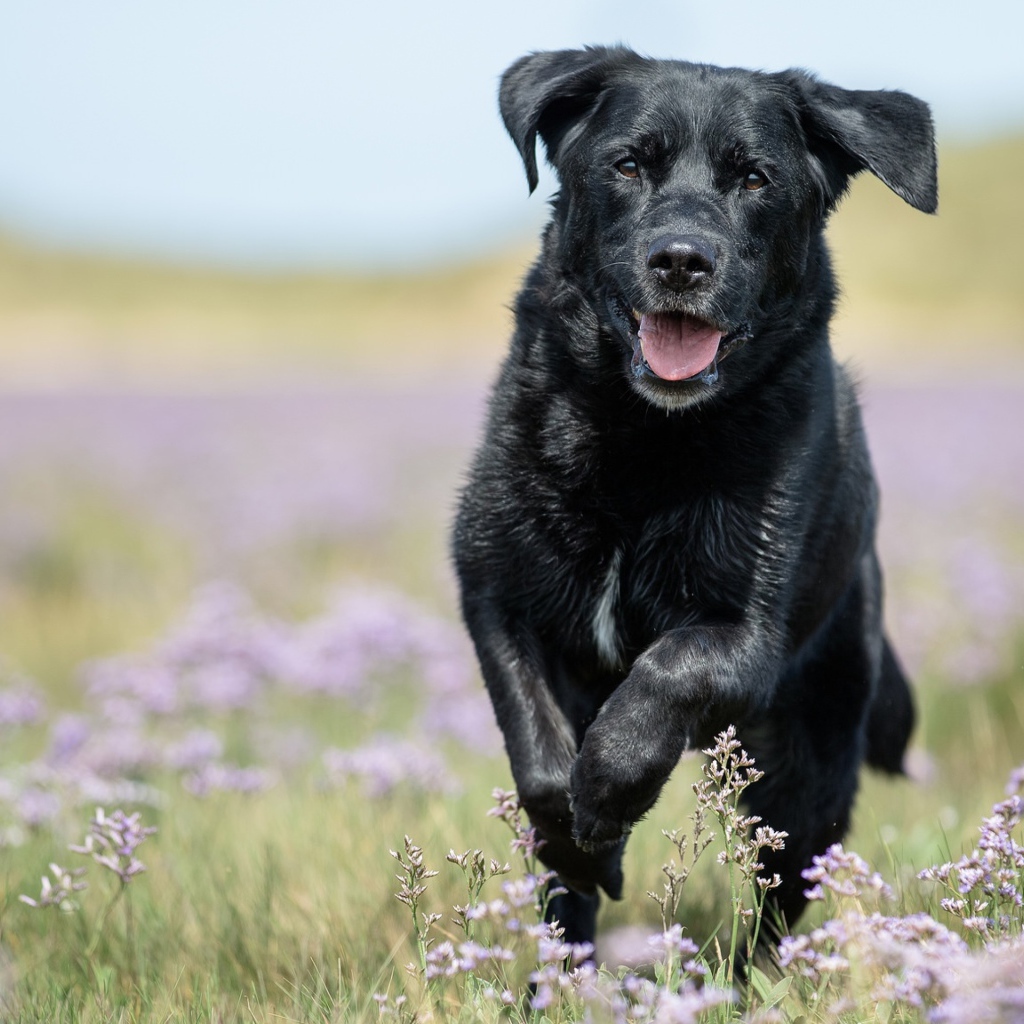 Черный лабрадор бежит по полевым цветам