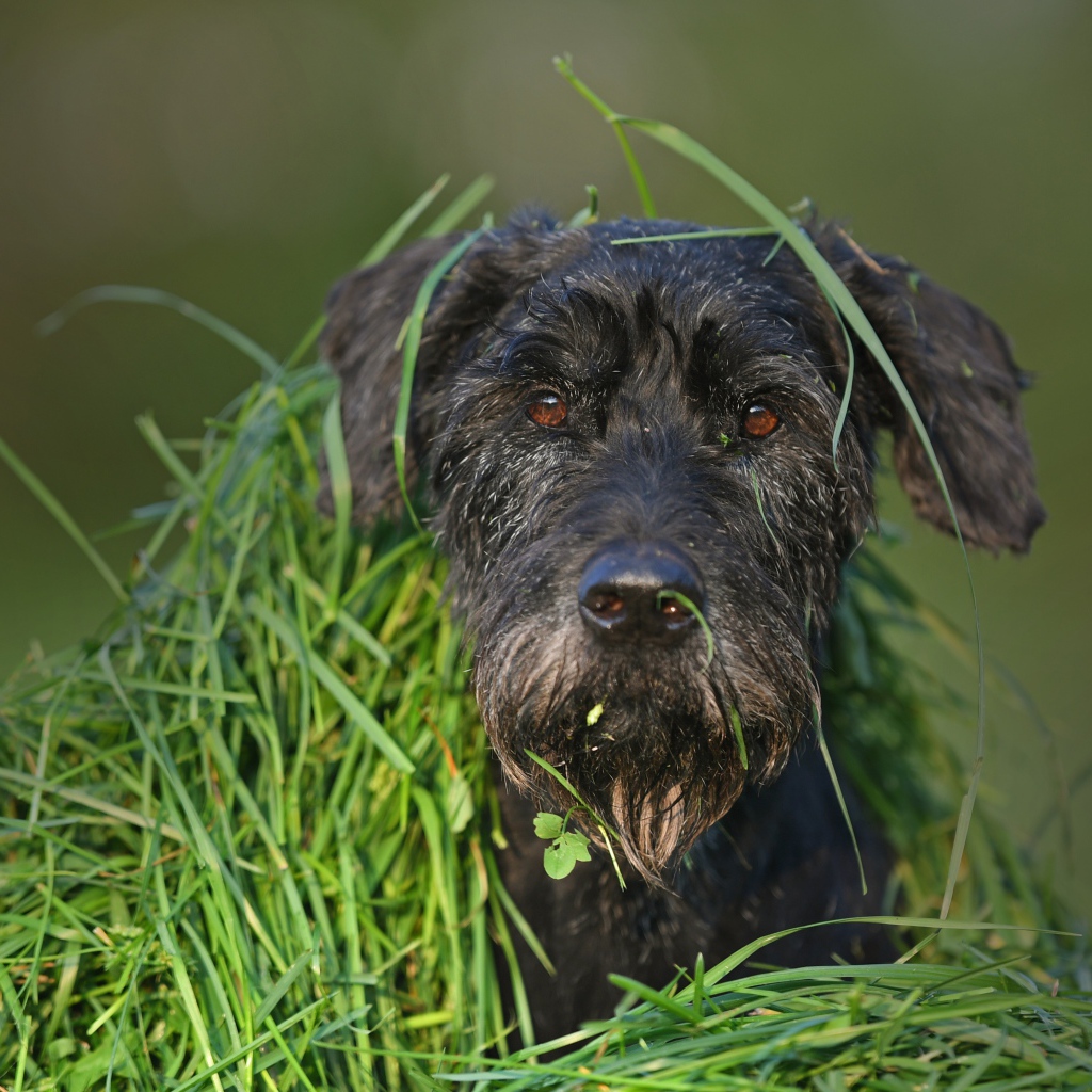 Черная собака породы Шнауцер сидит в зеленой траве