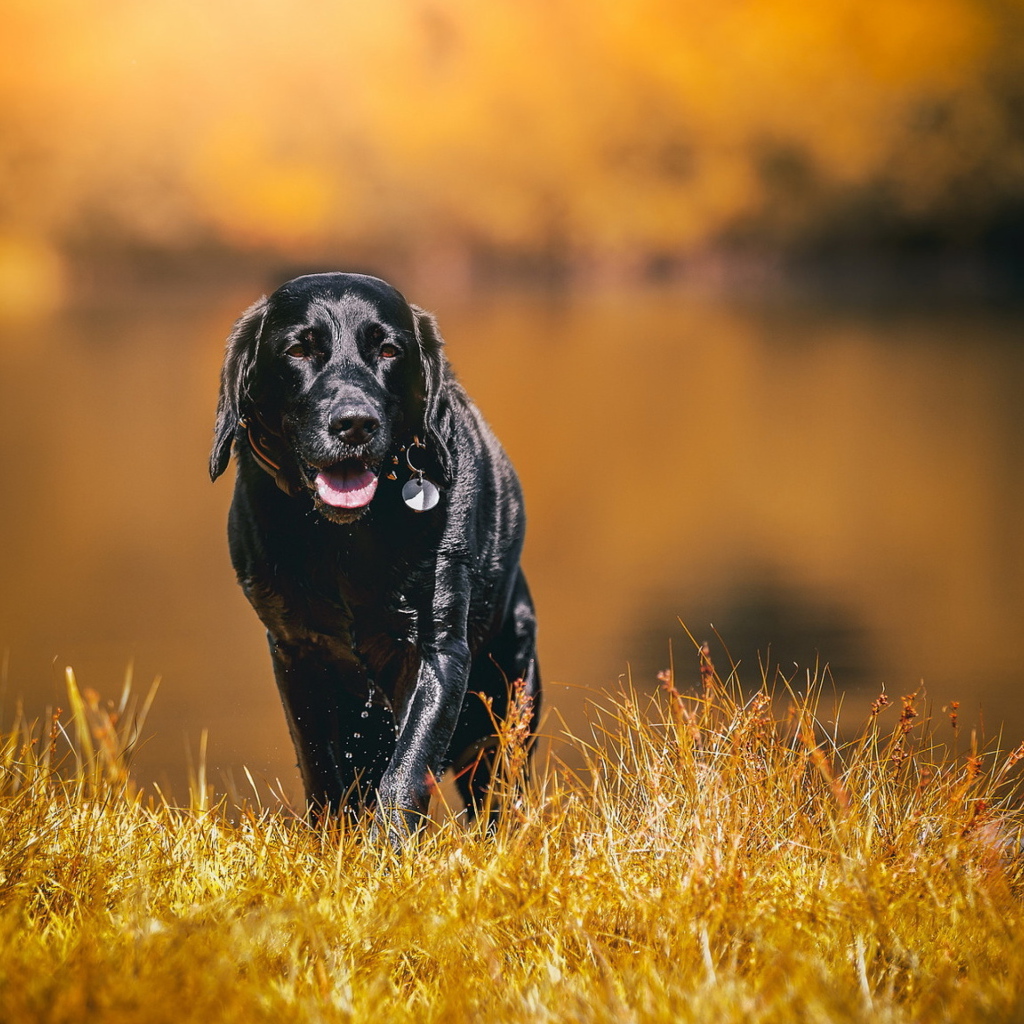 Черный мокрый лабрадор на сухой траве 