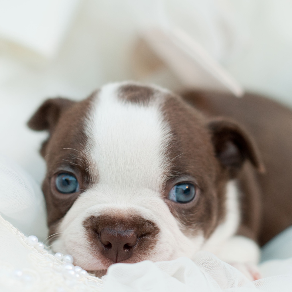 Голубоглазый маленький щенок французского бульдога 