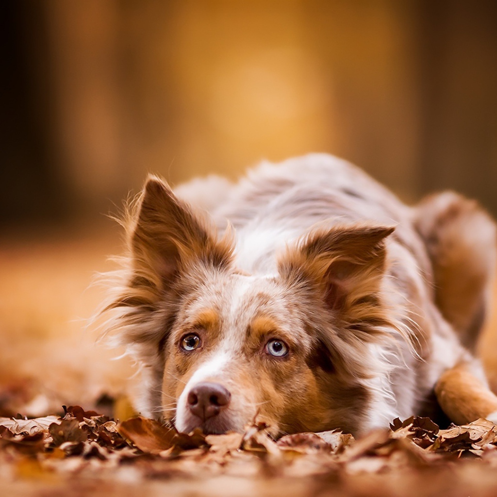 Голубоглазая рыжая собака лежит на сухой листве 