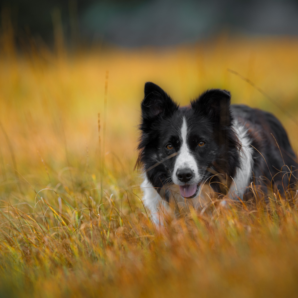 Собака бордер -колли бежит по траве