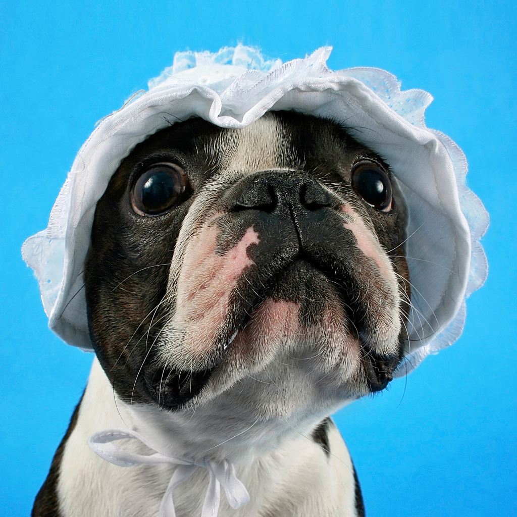 Бостон-терьер в белой шапке на голубом фоне