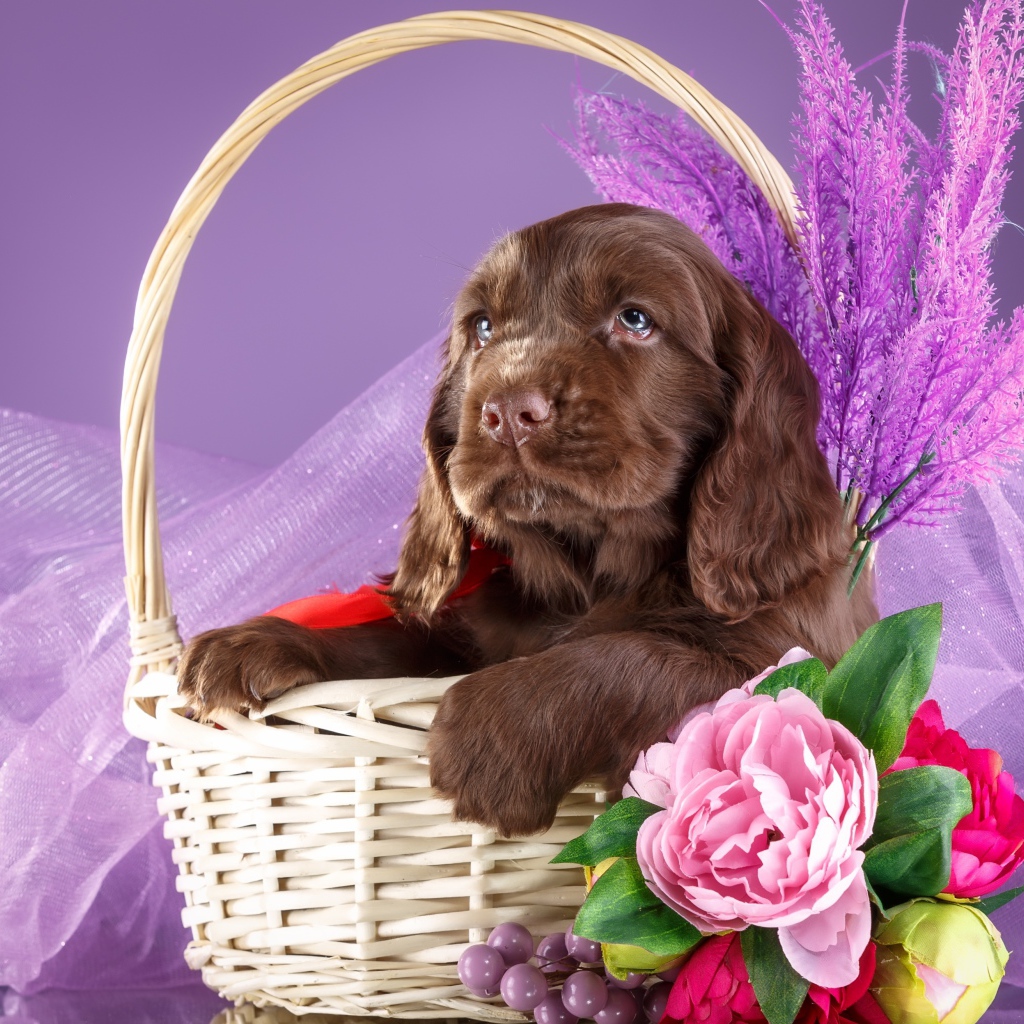 Коричневый щенок спаниеля к корзине