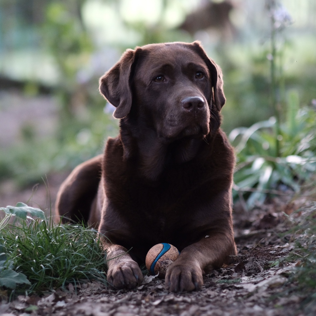 Коричневый лабрадор с мячиком лежит на зеленой траве