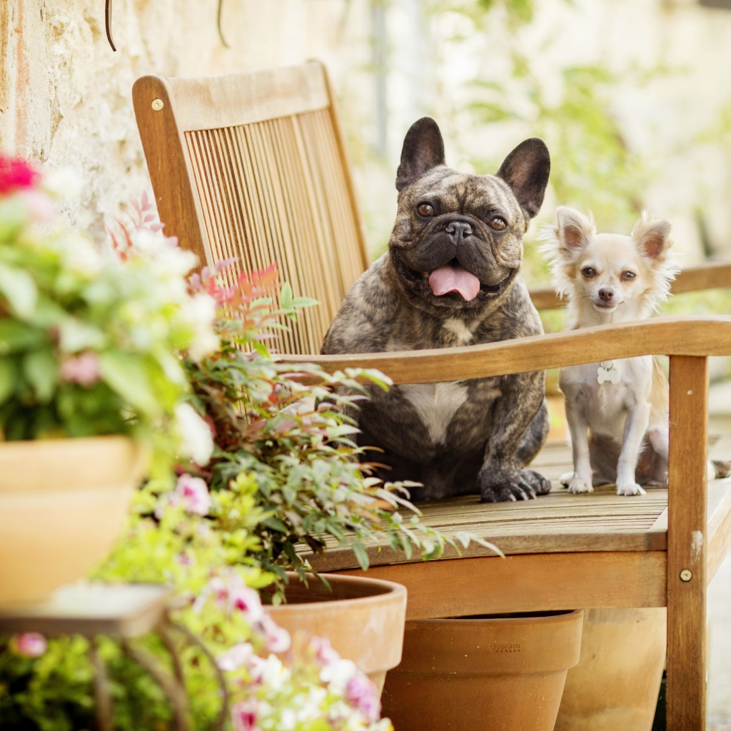 Бульдог и чихуахуа сидят на деревянном стуле