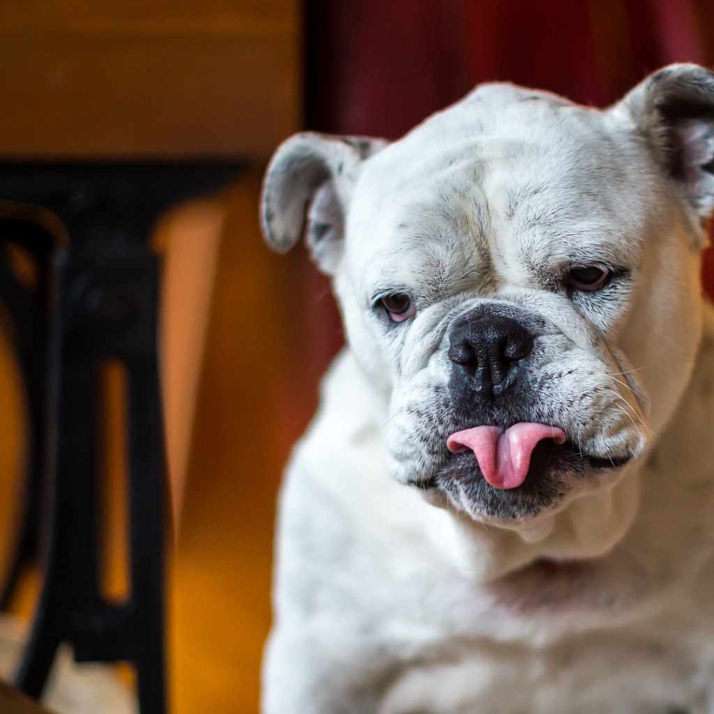 Бульдог с грустной мордой и высунутым языком