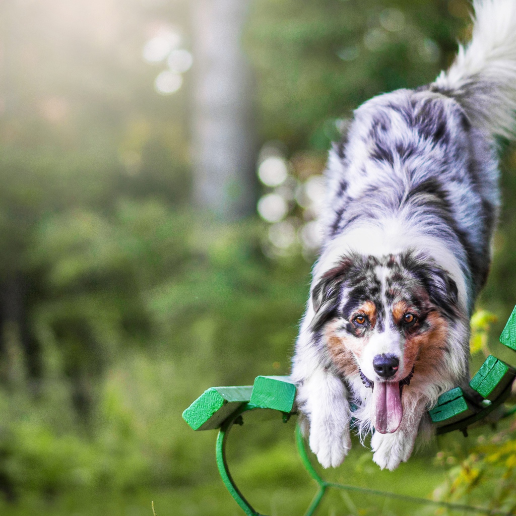 Веселая Австралийская Овчарка с высунутым языком на лавке