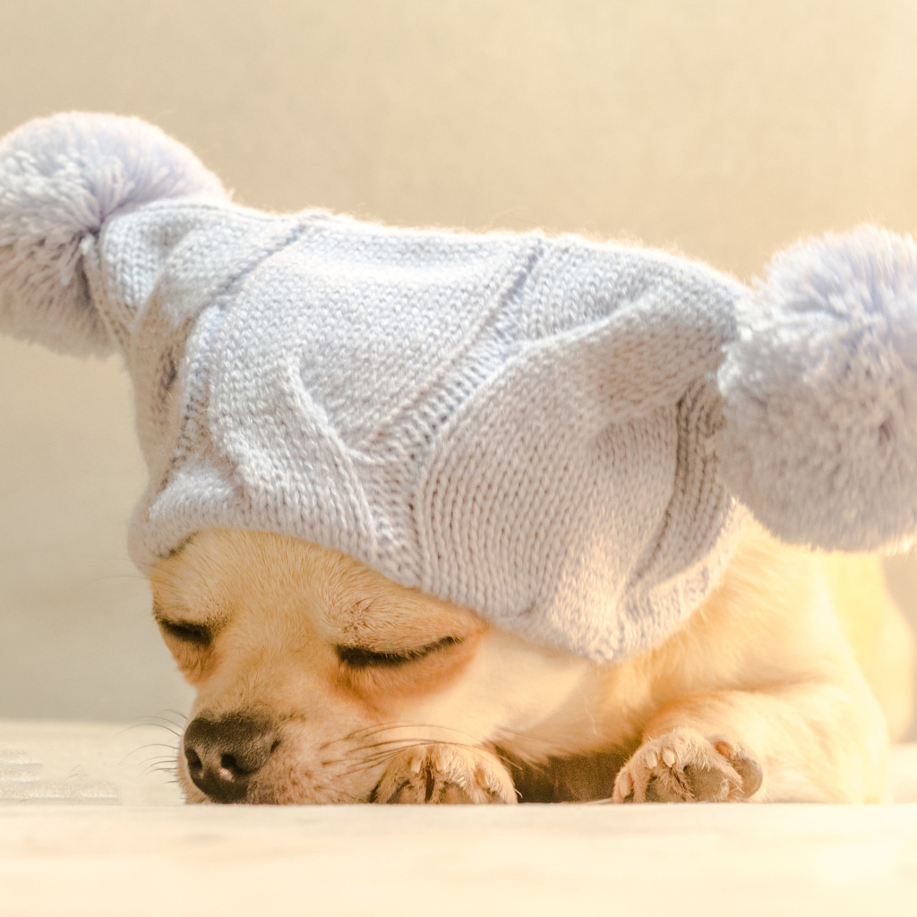 Собака породы чихуахуа спит в белой шапке 