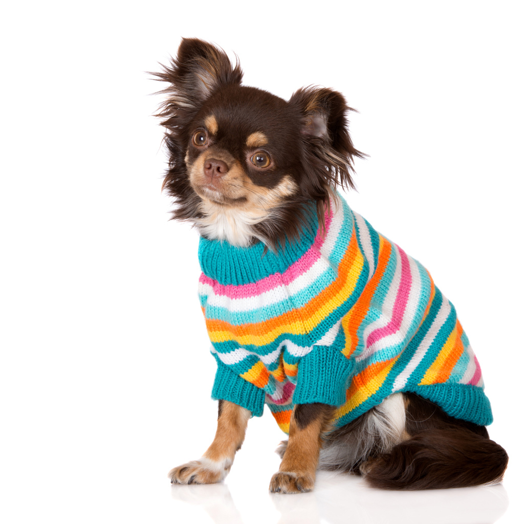 Собака породы чихуахуа в свитере на белом фоне