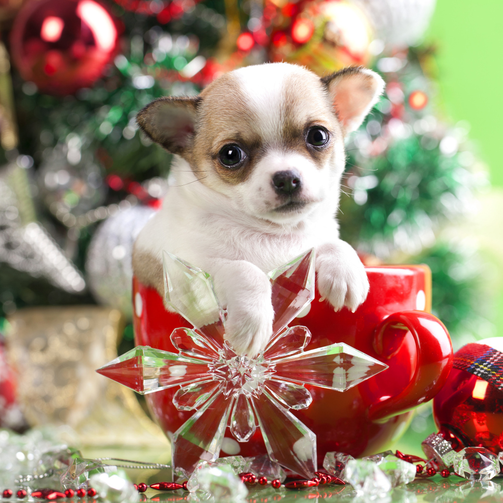 Щенок чихуахуа в большой красной чашке у новогодней елки