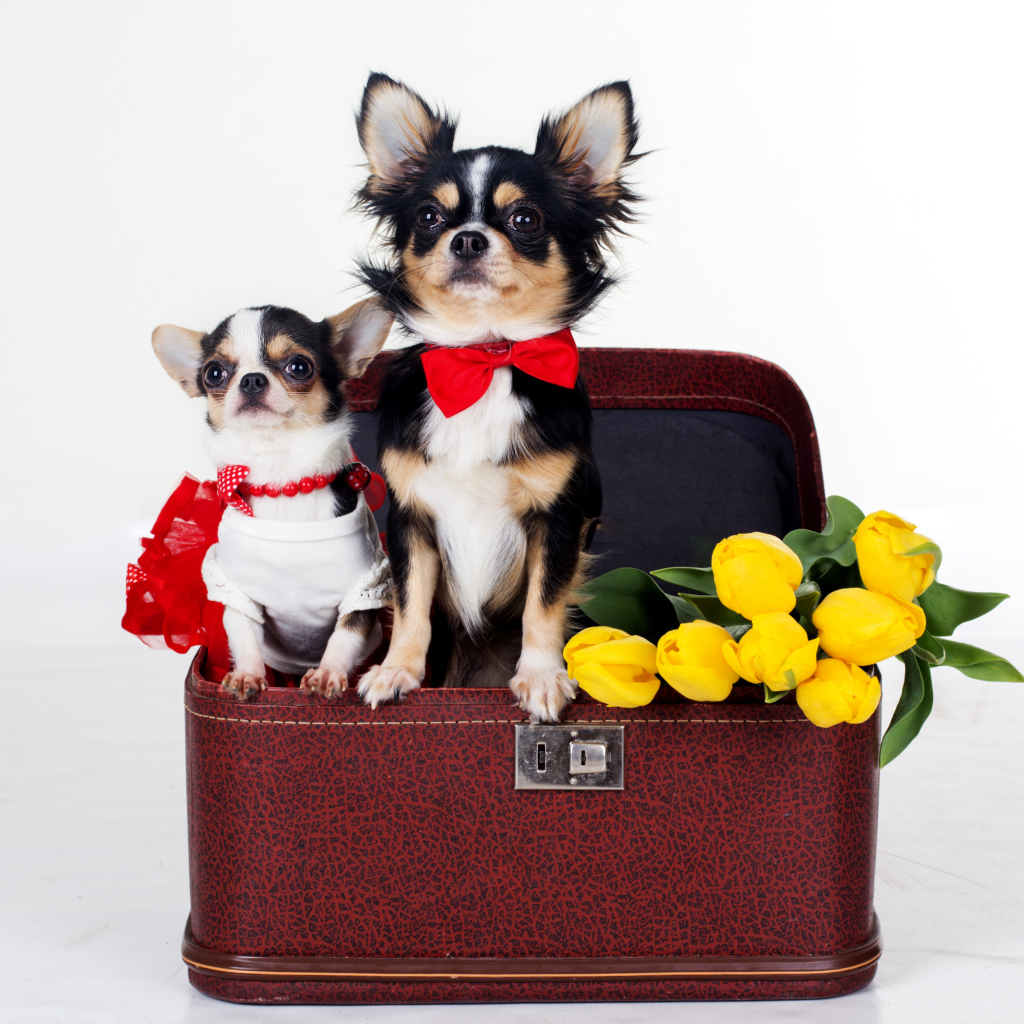 Чихуахуа сидят в чемодане с тюльпанами