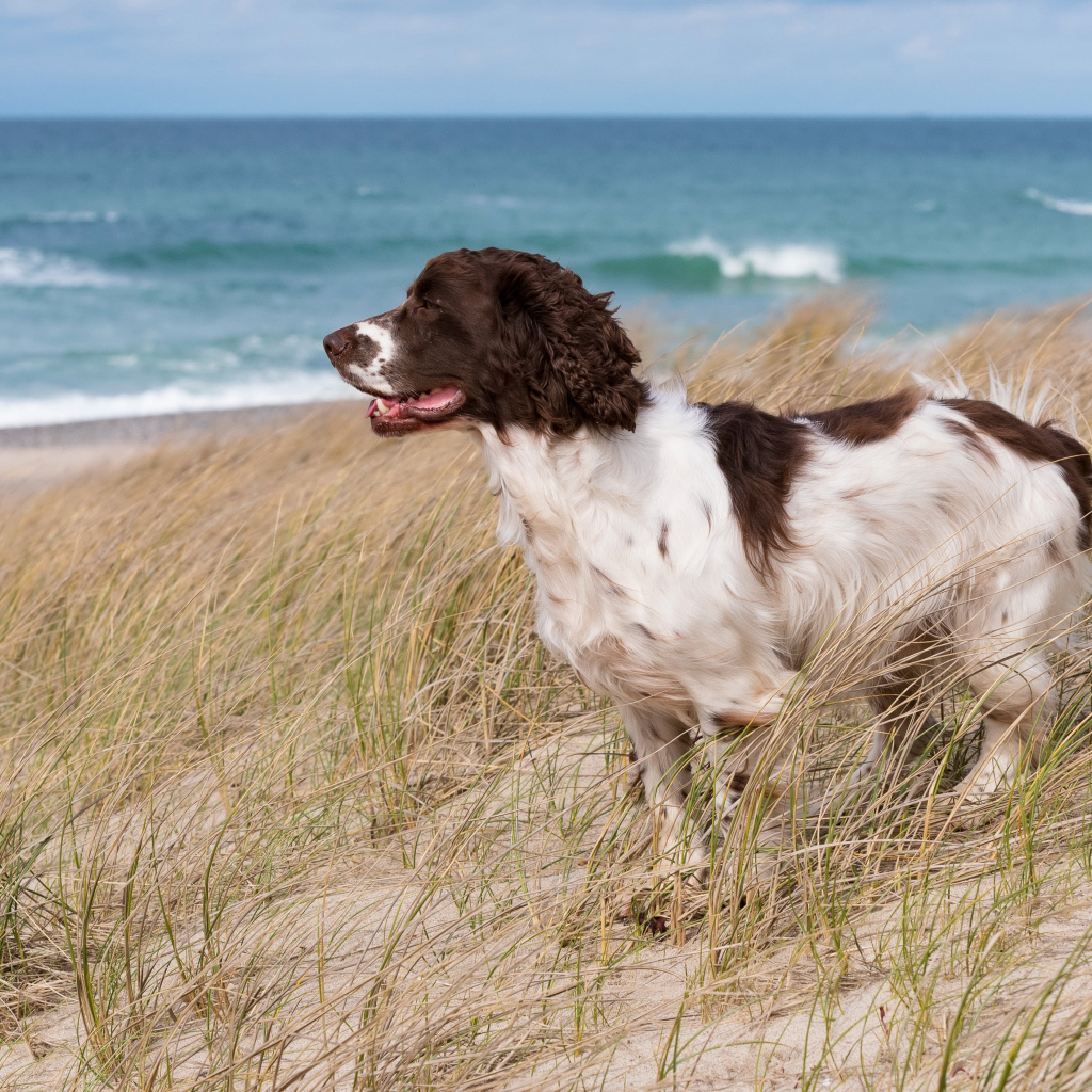 Кокер спаниель стоит на траве на побережье моря