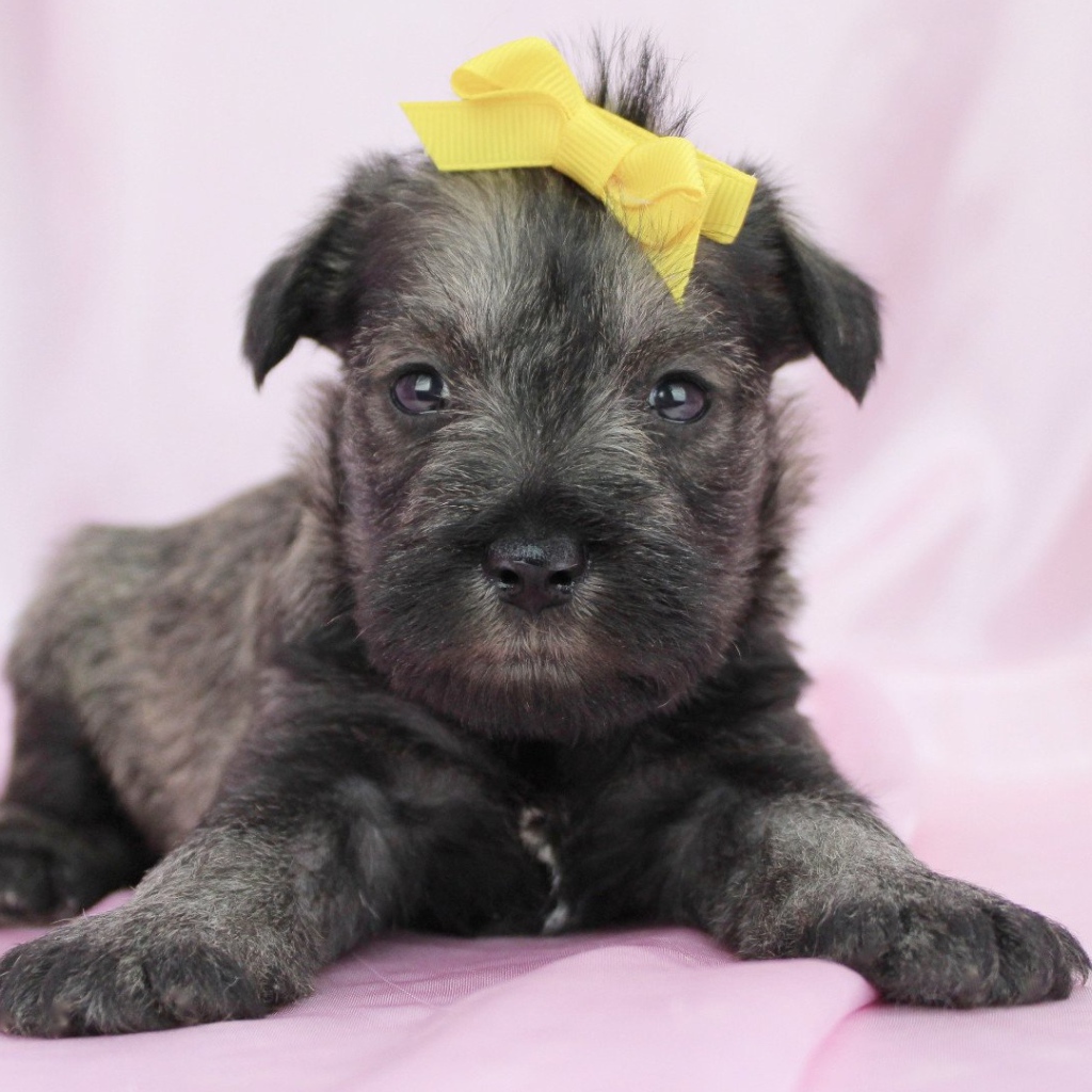 Милый щенок шнауцера с бантом на голове