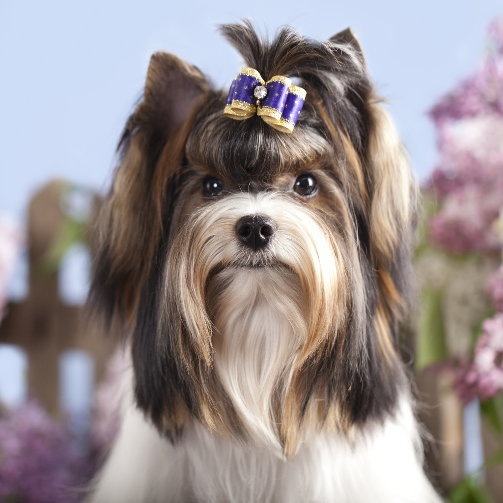 Милый Йоркширский терьер с бантиком на голове