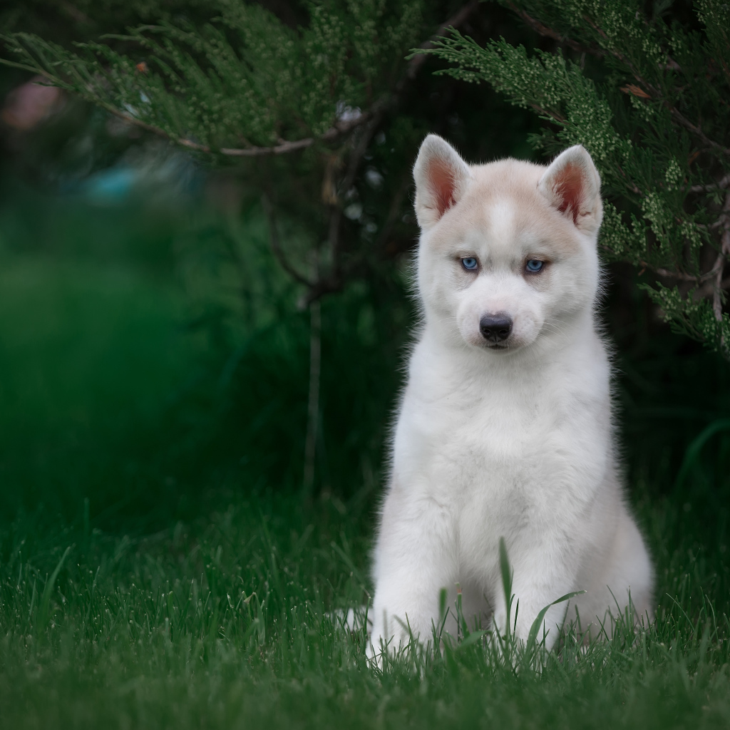 Милый голубоглазый щенок хаски в зеленой траве 