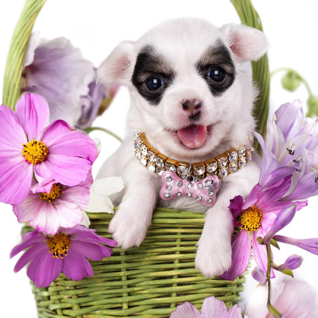 Милый щенок чихуахуа в корзине с цветами космеи на белом фоне