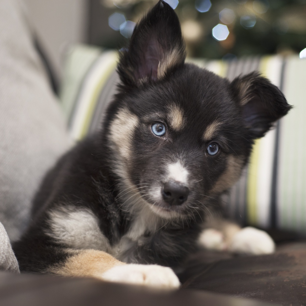 Милый маленький щенок с голубыми глазами