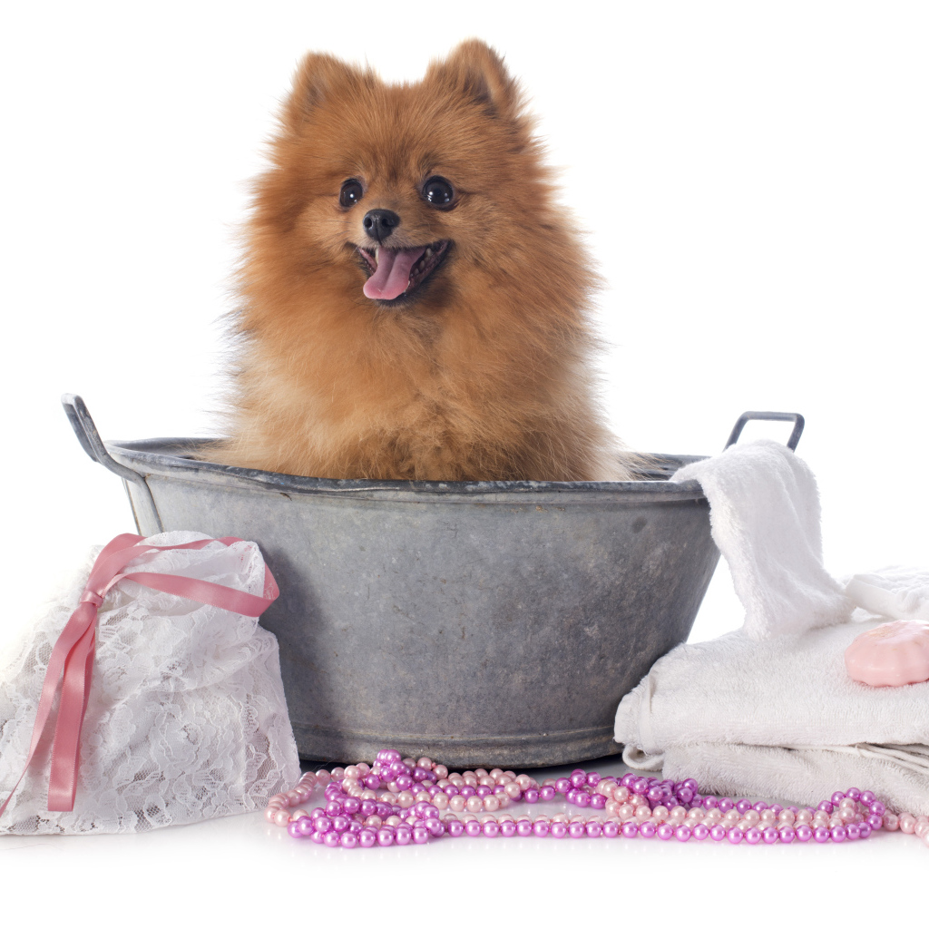 Милый шпиц в тазике с банными принадлежностями на белом фоне