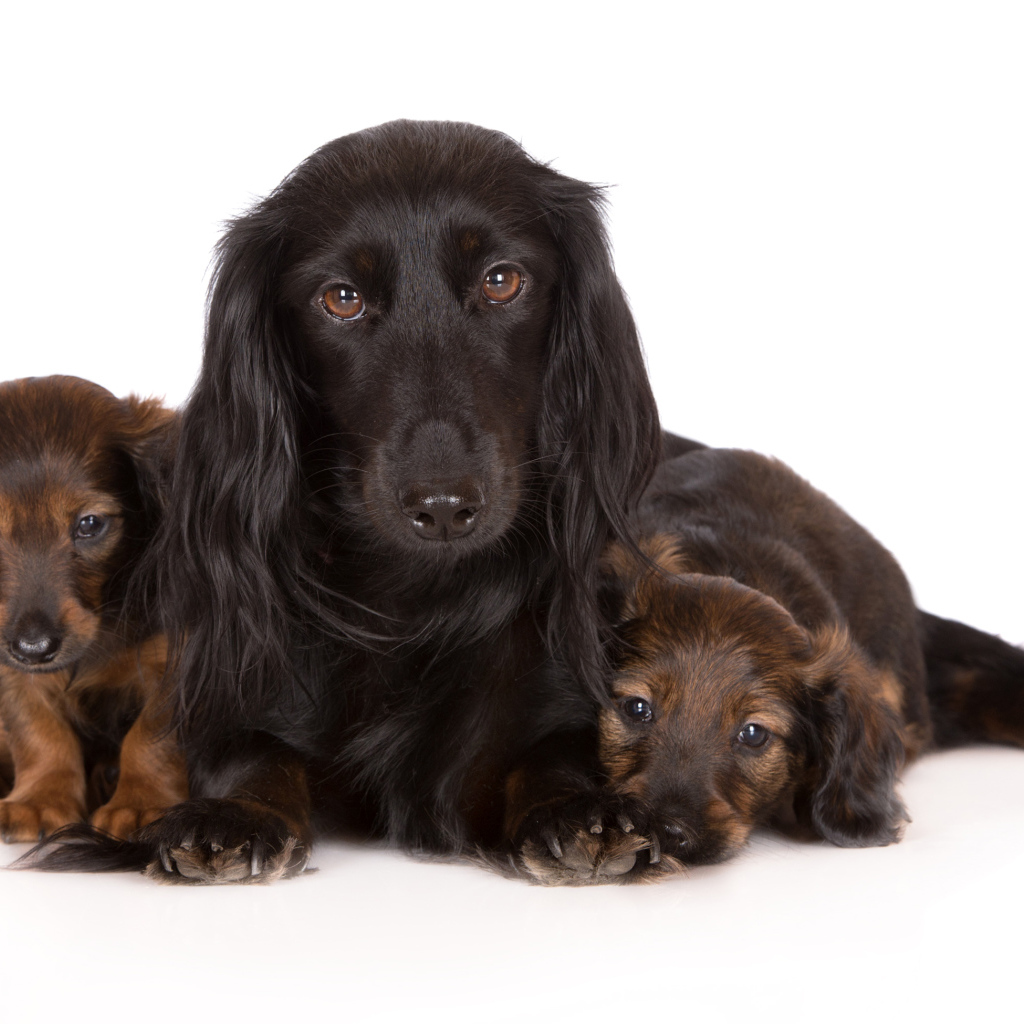 Такса с двумя забавными щенками на белом фоне
