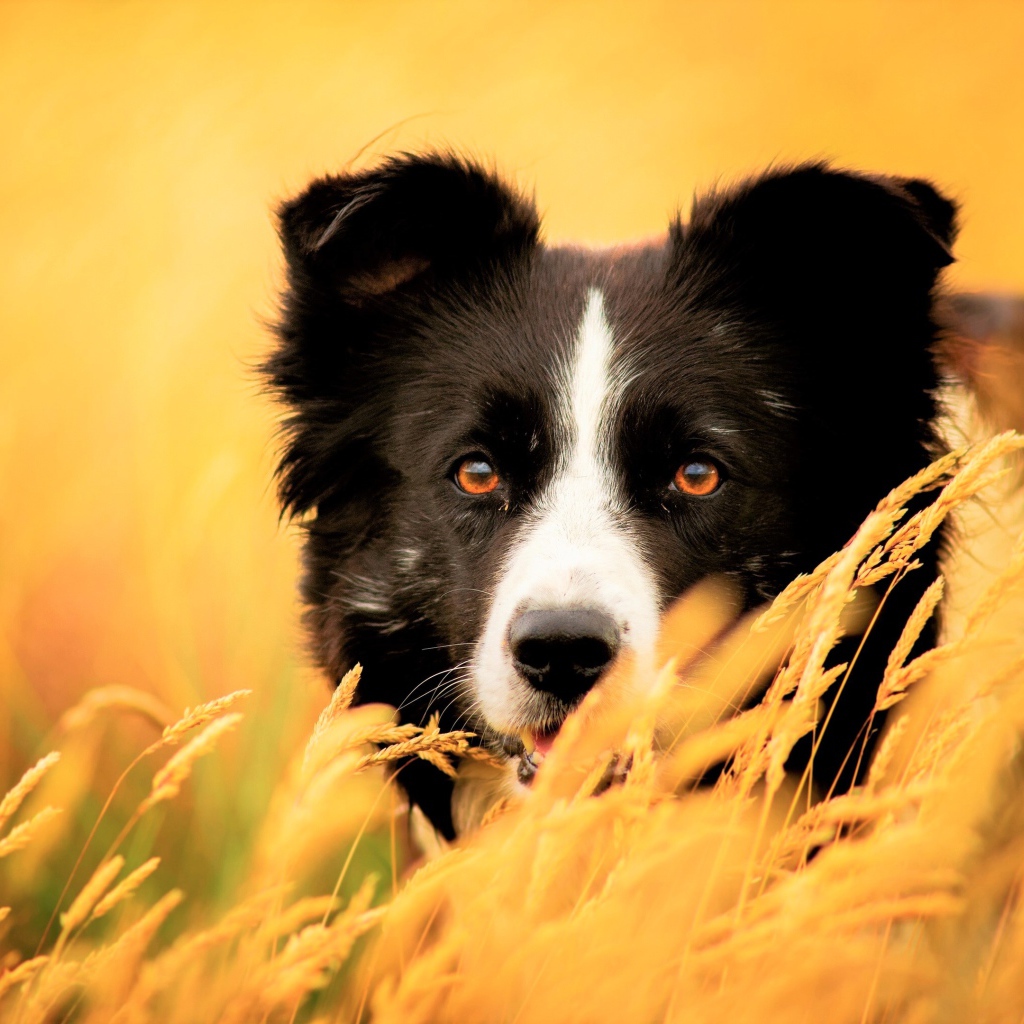 Собака породы бордер колли сидит в сухой траве