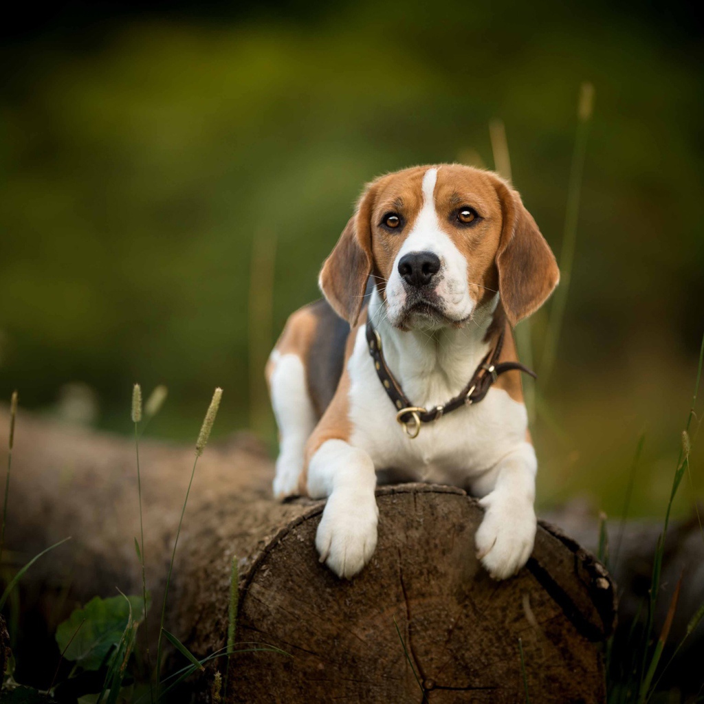 Собака породы бигль лежит на сухом бревне