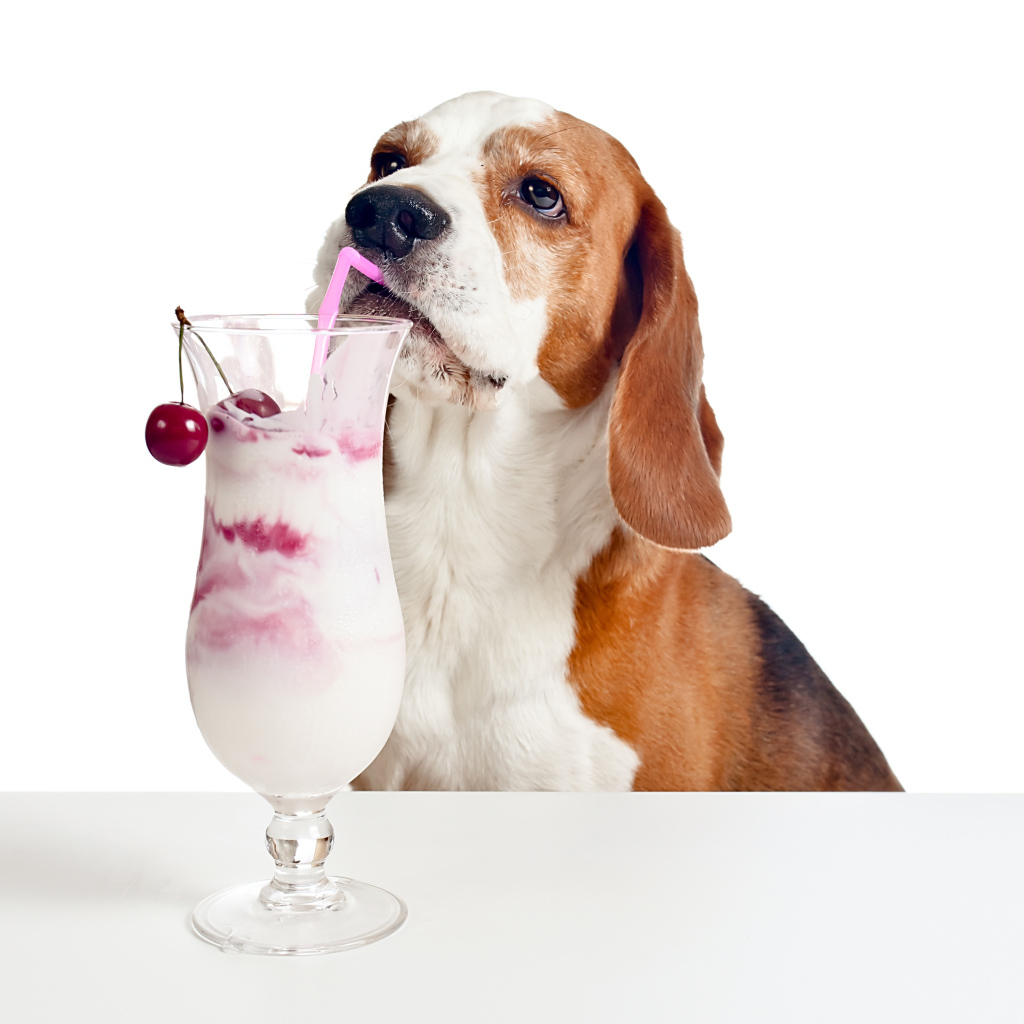 Собака породы бигль с вишневым коктейлем на белом фоне