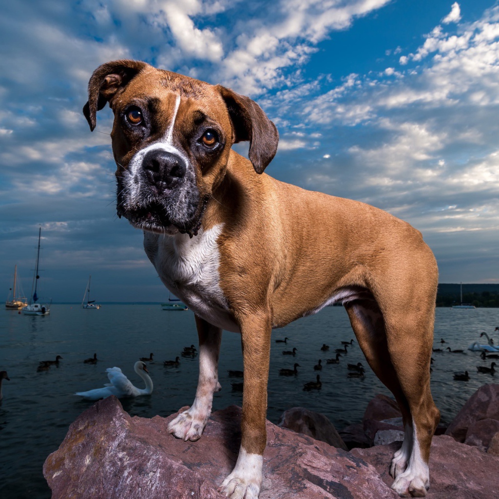 Собака породы боксер на фоне моря под красивым небом