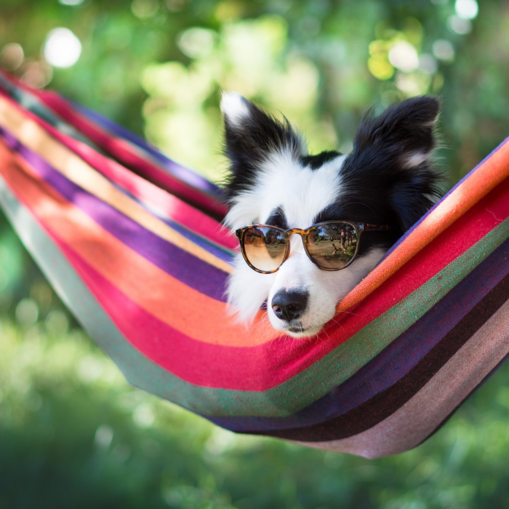Собака породы Бордер-колли в очках лежит в гамаке