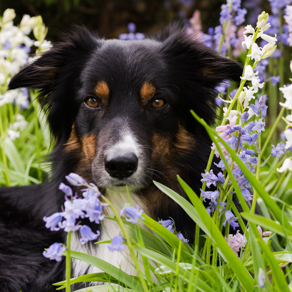 Собака породы бордер-колли лежит в цветах