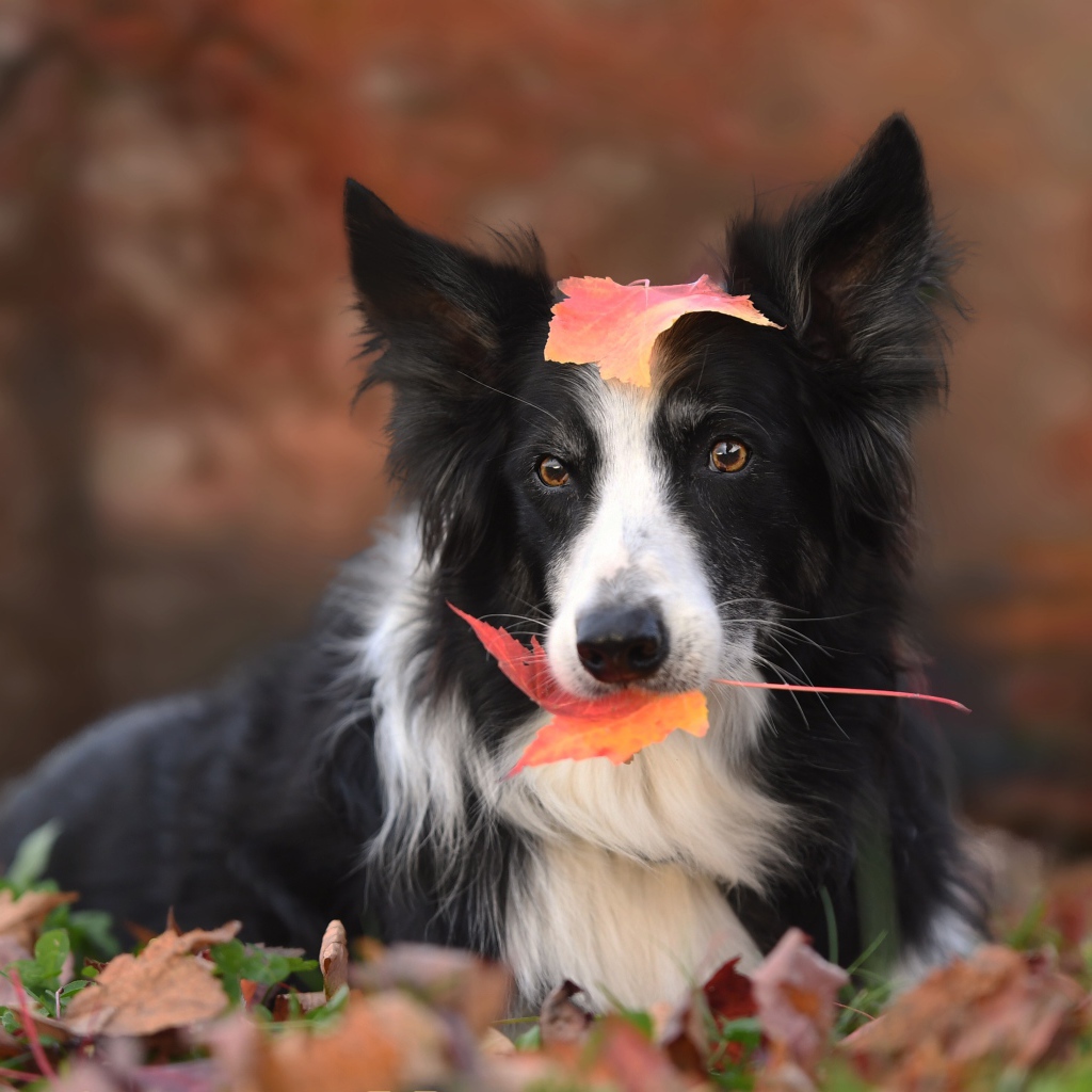 Собака породы бордер колли с желтым листом во рту