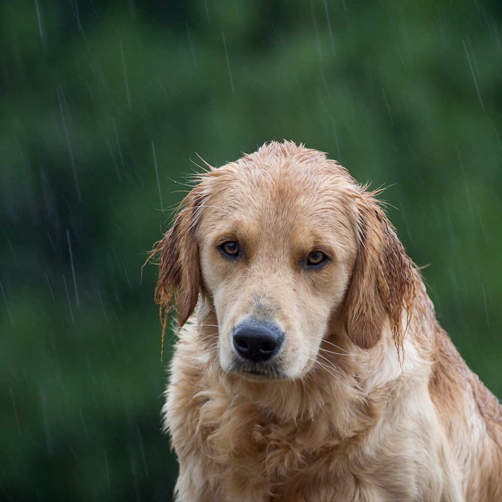 Собака породы золотистый ретривер под дождем 